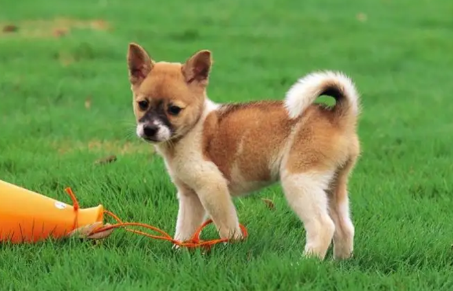 每日一问：狗狗没有过渡粮怎么办？