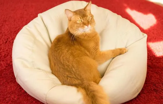 猫咪吃多了零食会怎样，不知道来看这篇！