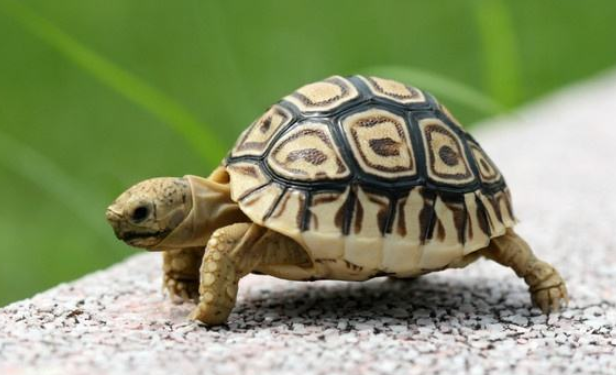 新冠病毒潜在中间宿主,可能是龟类!! 新冠病毒潜在中间宿主,可能是龟类!!