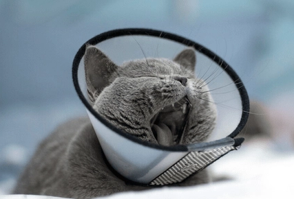 猫咪体内驱虫的时间、方法以及注意事项