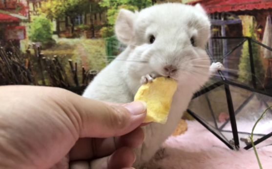 龙猫亲人吗,不懂的小伙伴来看看吧 龙猫亲人吗,不懂的小伙伴来看看吧