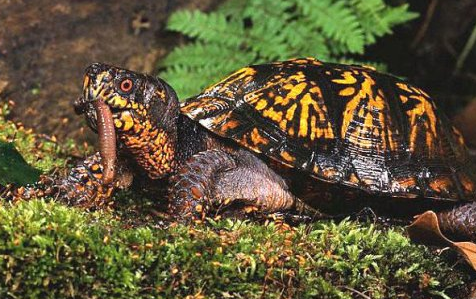 湾岸箱龟是陆龟吗？别再傻傻分不清