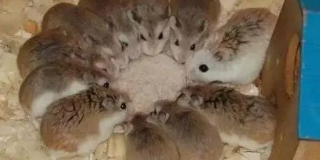 好奇~仓鼠怎样才能怀上宝宝？