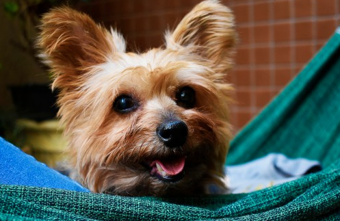 好奇，狗睡觉打呼是否正常？