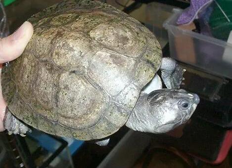 巨型侧颈龟冬眠吗？说了别不信