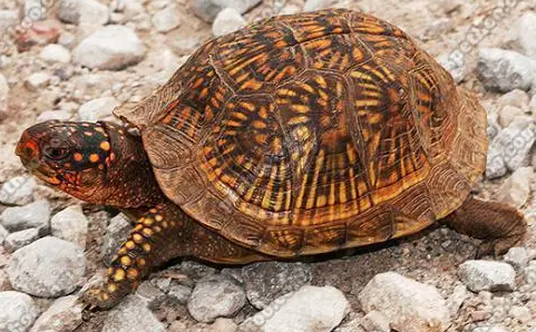 乌龟小知识：三趾箱龟公母怎么区分？