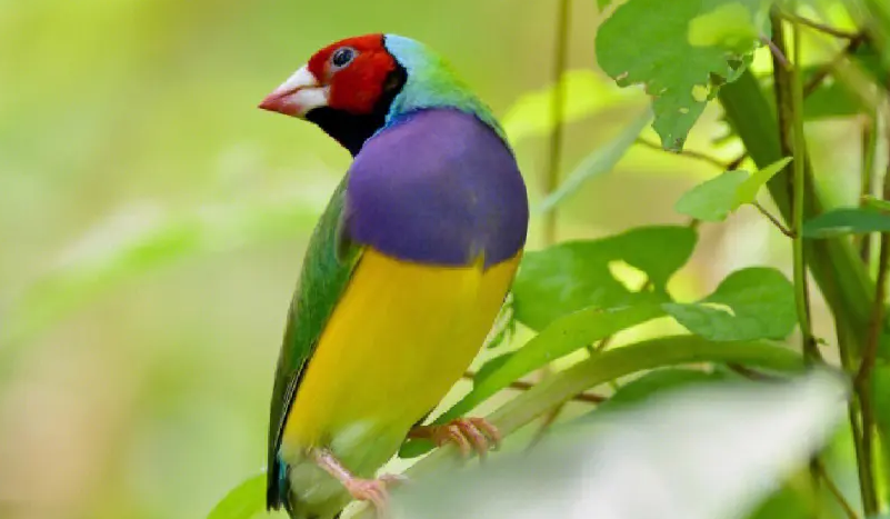 七彩文鸟怎么繁殖？看完你就明白了