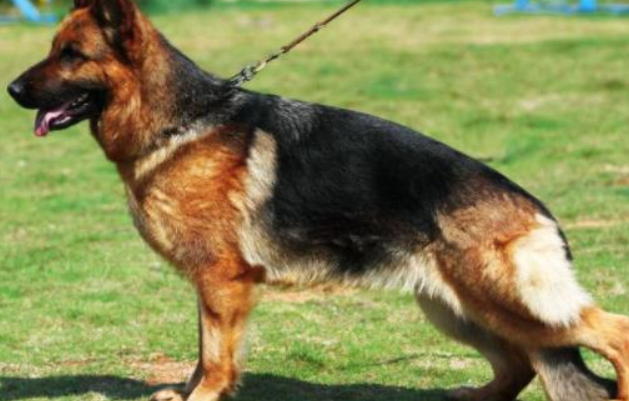 德国牧羊犬的四大品种，你了解多少？