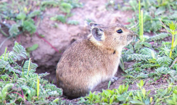 伊湖田鼠咬人吗?看了这篇文章你就知道了! 伊湖田鼠咬人吗?看了这篇文章你就知道了!