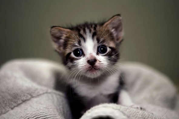 一个合格的铲屎官必备品—猫用益生菌 一个合格的铲屎官必备品—猫用益生菌