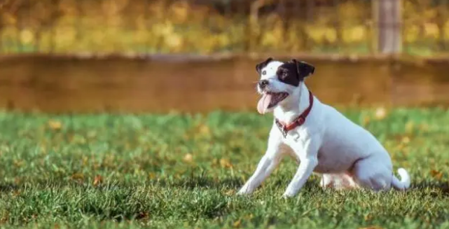 准备一个狗窝，应该怎么做呢？快来看~