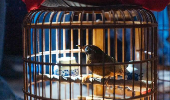 原毛画眉鸟挑选的口诀,新手必看 原毛画眉鸟挑选的口诀,新手必看