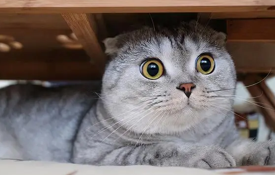 来了解一下猫咪害怕的声音有哪些？