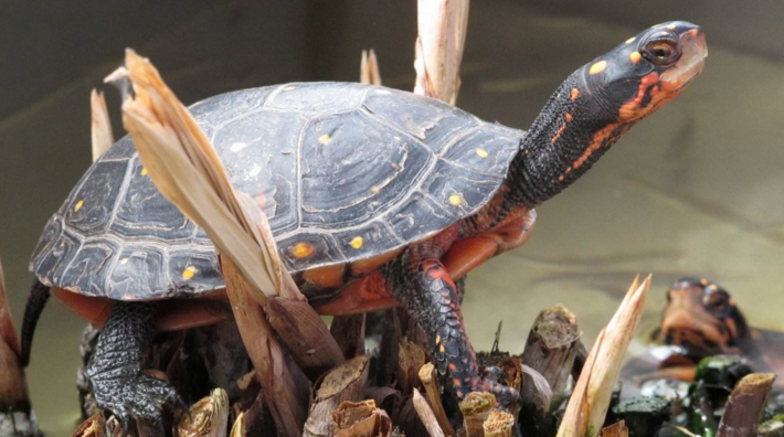 牟氏水龟怎么养？感兴趣的看过来