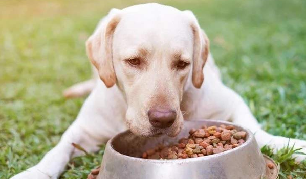 狗不爱吃狗粮了怎么办？要先找到原因