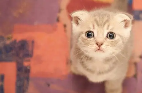 猫咪多大可以体内驱虫多久一次