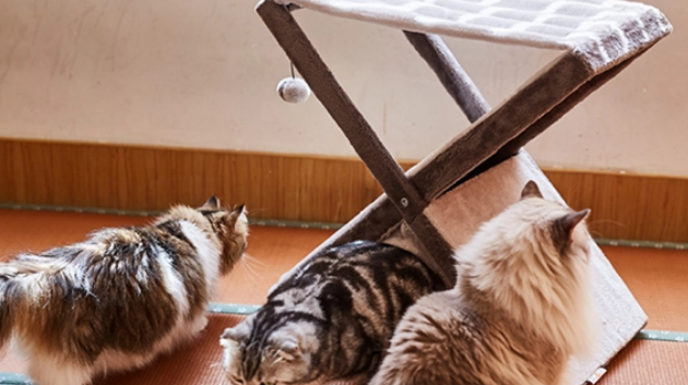 费钱费力买了安装猫爬架猫咪不爱玩?你还缺少这一步 费钱费力买了安装猫爬架猫咪不爱玩?你还缺少这一步
