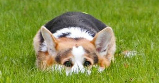 小狗感冒吃什么药？狗狗感冒时的症状是什么？