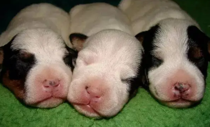 刚出生的小狗没有狗妈妈怎么喂养,就看这! 刚出生的小狗没有狗妈妈怎么喂养,就看这!