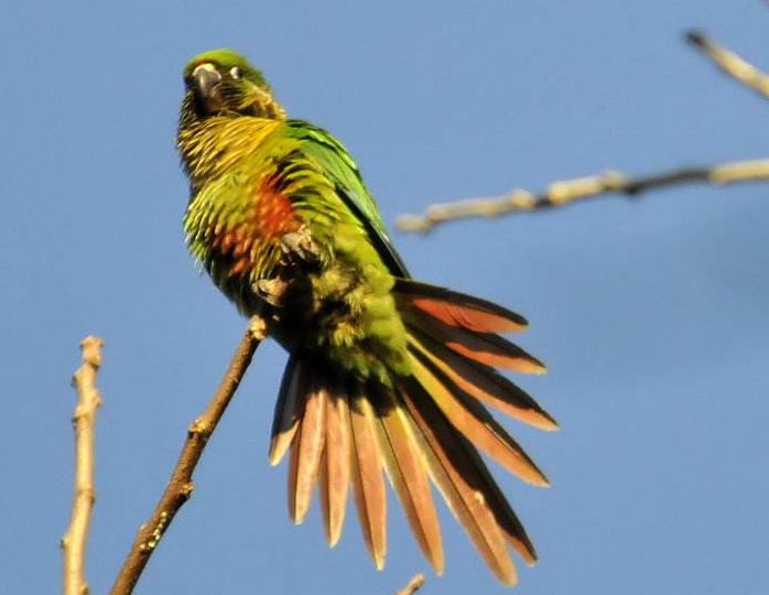 暗色锥尾鹦鹉的外形特征，快来了解一下 