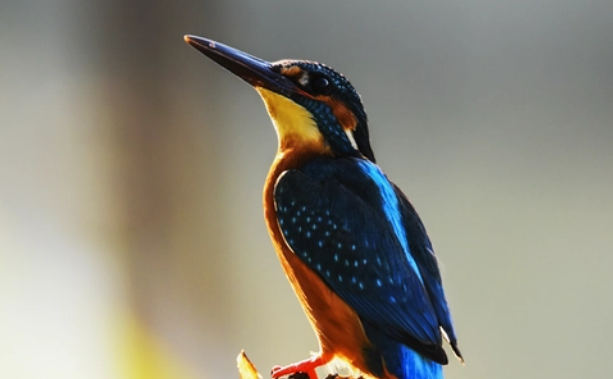 鸟的洗澡方式都一样吗？这些都由什么决定的？