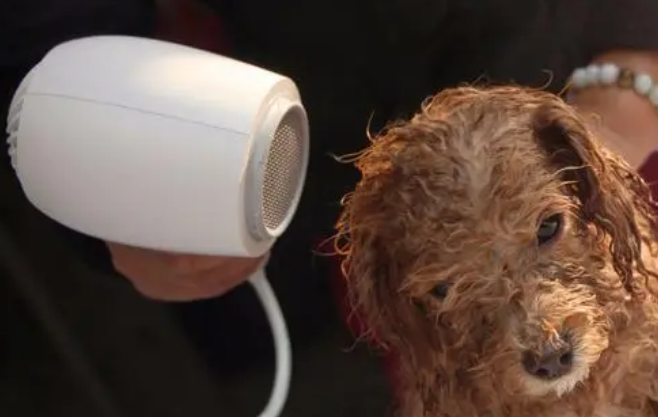高速吹风机可以给宠物用么？来看看吧