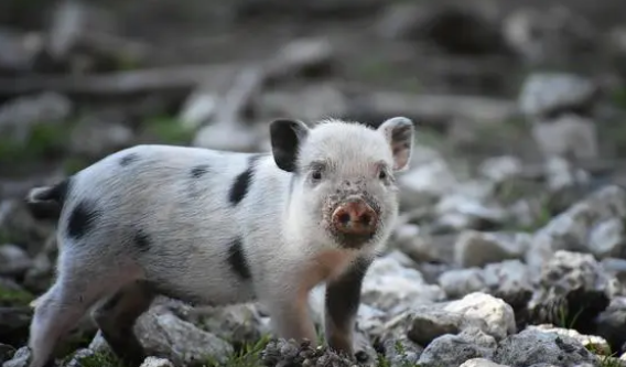 小猪的智商是多少？其实也是高智商动物