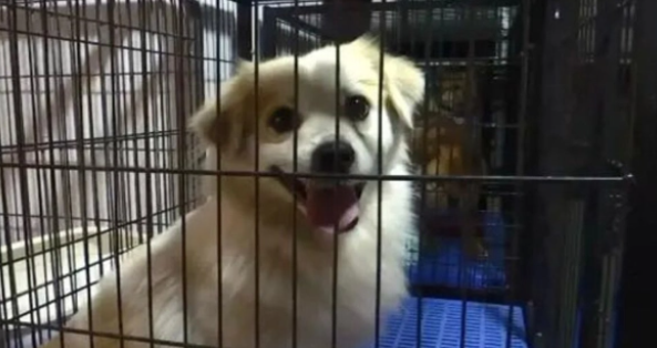 宠物寄养各有优劣，是时候选择一个适合的了