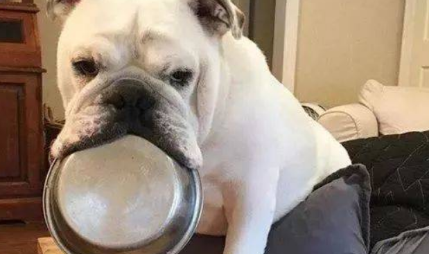 奶糕和狗粮的区别是什么？看这篇文章就懂了