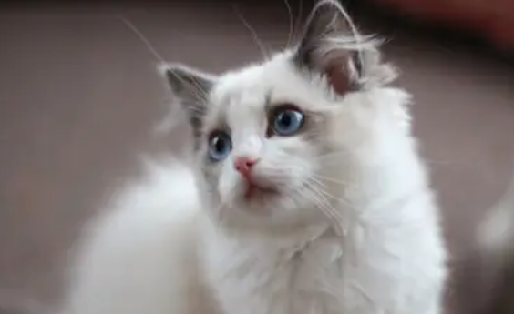 猫吃了阿苯达唑片不良反应有哪些?快来看 猫吃了阿苯达唑片不良反应有哪些?快来看