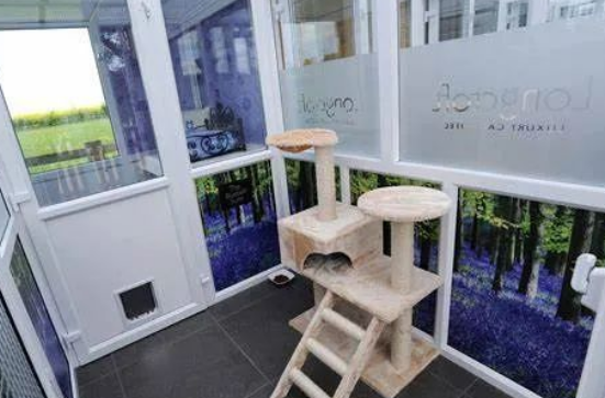 假期外出,如何给猫咪找靠谱寄养? 假期外出,如何给猫咪找靠谱寄养?