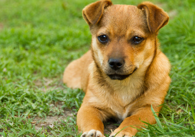 小狗冷到了怎么办?这篇文章给你答案! 小狗冷到了怎么办?这篇文章给你答案!