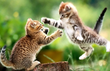 猫咪是时刻在掉毛吗？快来了解一下猫咪的掉毛期～