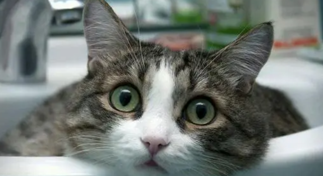 宠物猫如何选择猫粮，来看看这篇文章吧