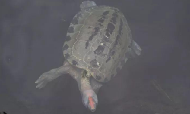 西瓜龟的价格是多少?地区差异比较大 西瓜龟的价格是多少?地区差异比较大