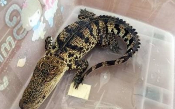 鳄鱼吃什么？这里有答案，快来看看！