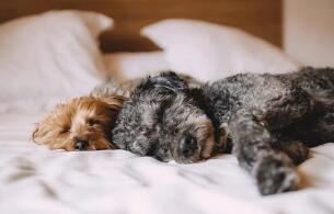 狗狗一生下来就会游泳吗？真相竟然是……