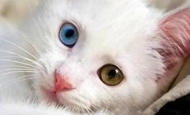 猫瞳孔缩小意味着什么?它可能是生气了! 猫瞳孔缩小意味着什么?它可能是生气了!