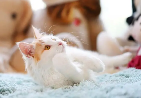 猫咪吃猫条有没有用？仅仅是让猫快乐？猫条还有两点额外的好处