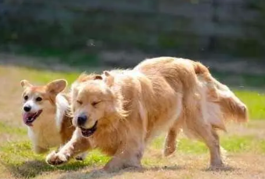 狗狗需要吃钙片吗？什么样的狗狗需要补钙？