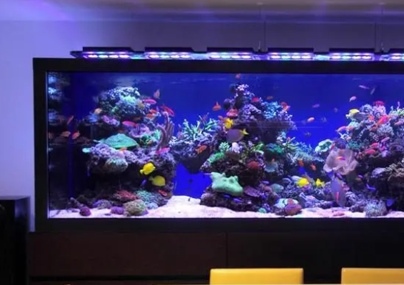 鱼缸水变浑浊？鱼缸怎样保持水质？