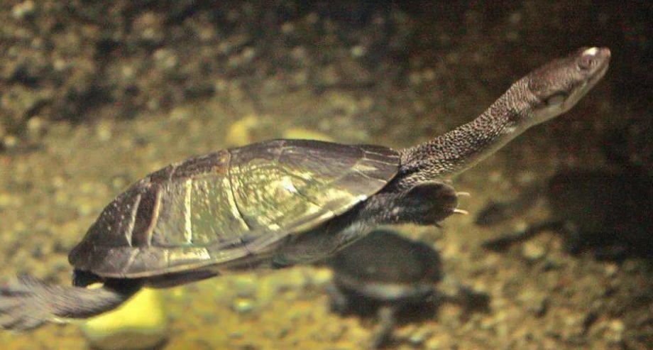 长颈龟怎么繁殖？看看这里你就知道啦~