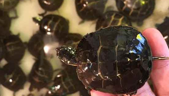 东部锦龟腐皮怎么办?手把手教你治好爱龟 东部锦龟腐皮怎么办?手把手教你治好爱龟