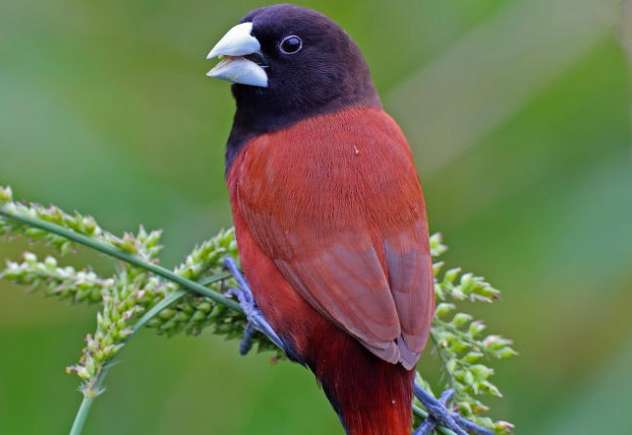 栗腹文鸟是保护动物吗？来看看吧