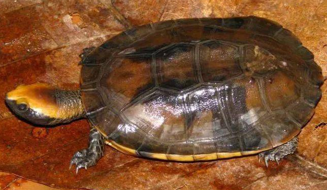 想知道红头扁龟怎么养，就看这里！