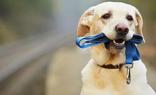 诱导剂怎么训练狗狗上厕所？