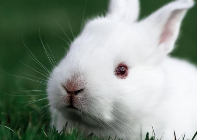 分辨兔子公母看这三点，准没错！