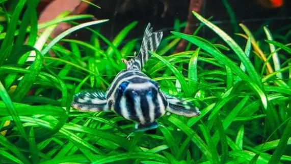 鱼缸水质变化原因和处理方法,来看看吧 鱼缸水质变化原因和处理方法,来看看吧