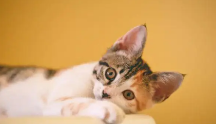 怎么知道猫咪是否喜欢你？从这些表现就能看出来了