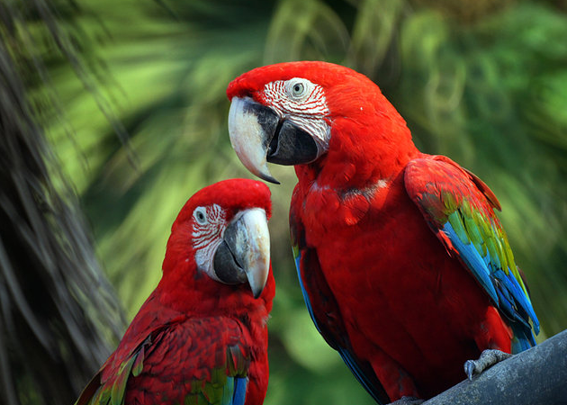 小绯红金刚鹦鹉价格，感兴趣的来了解一下